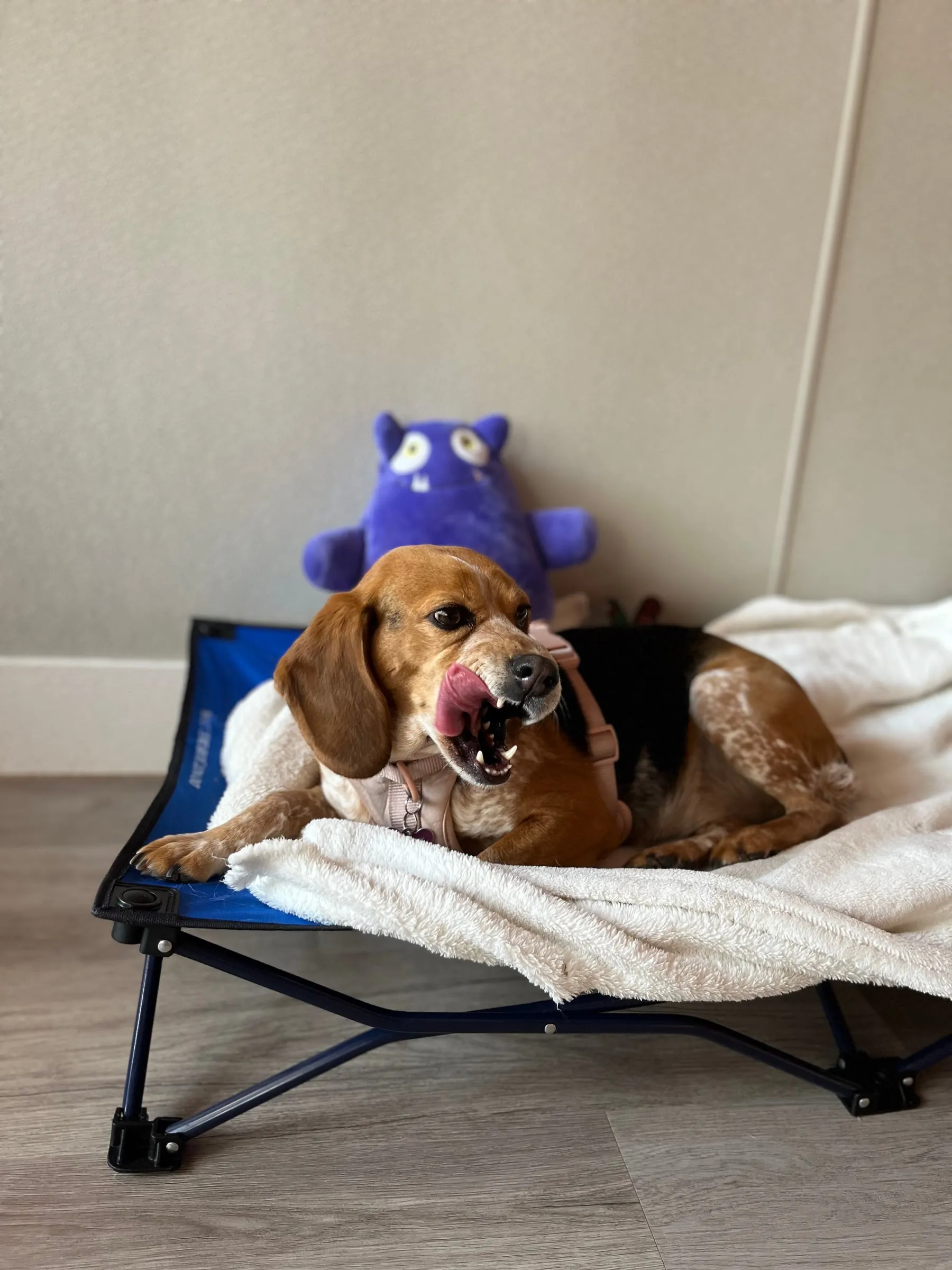 A beagle yawning on a cot