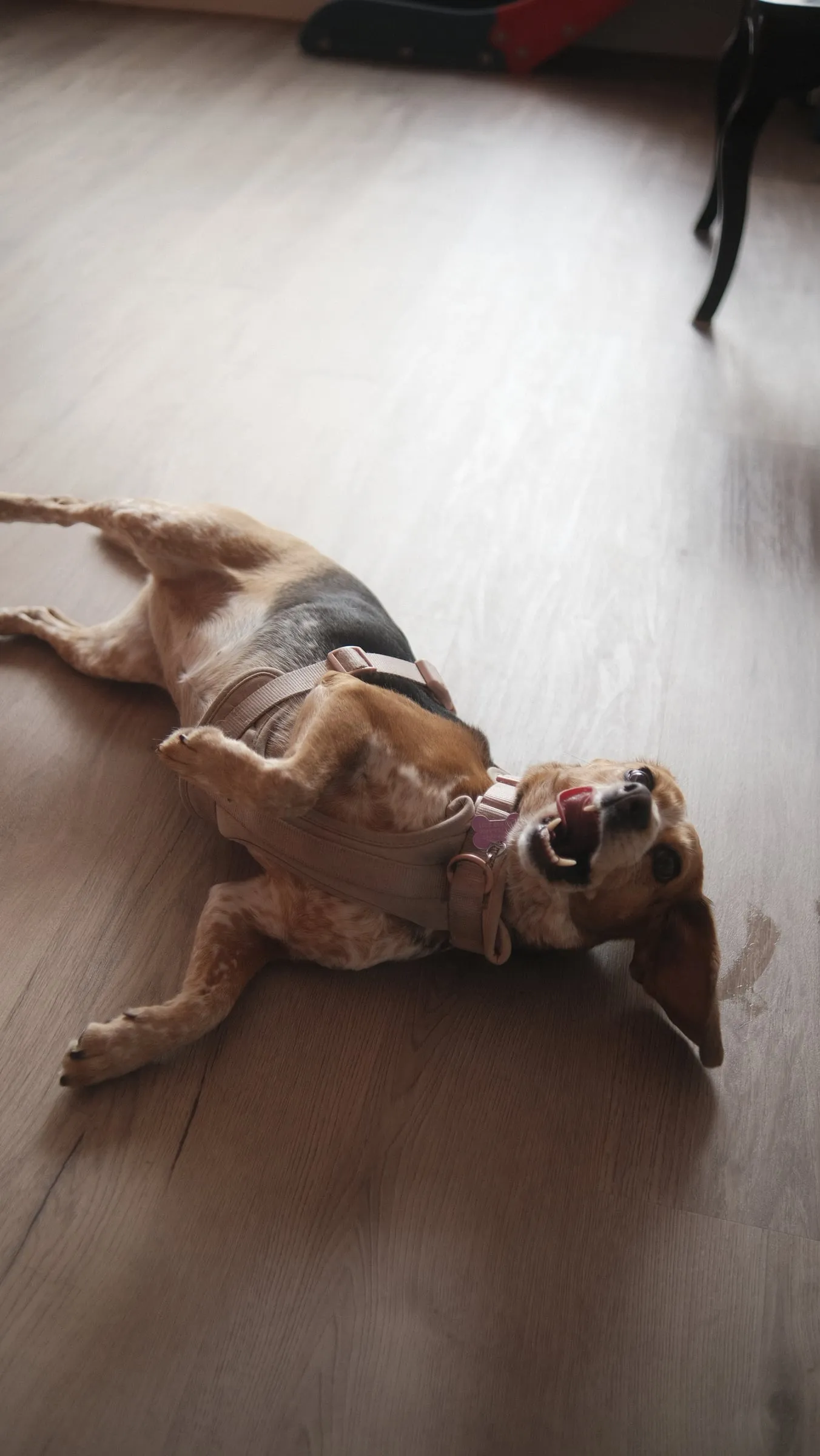 A dog rolling on its back on the floor