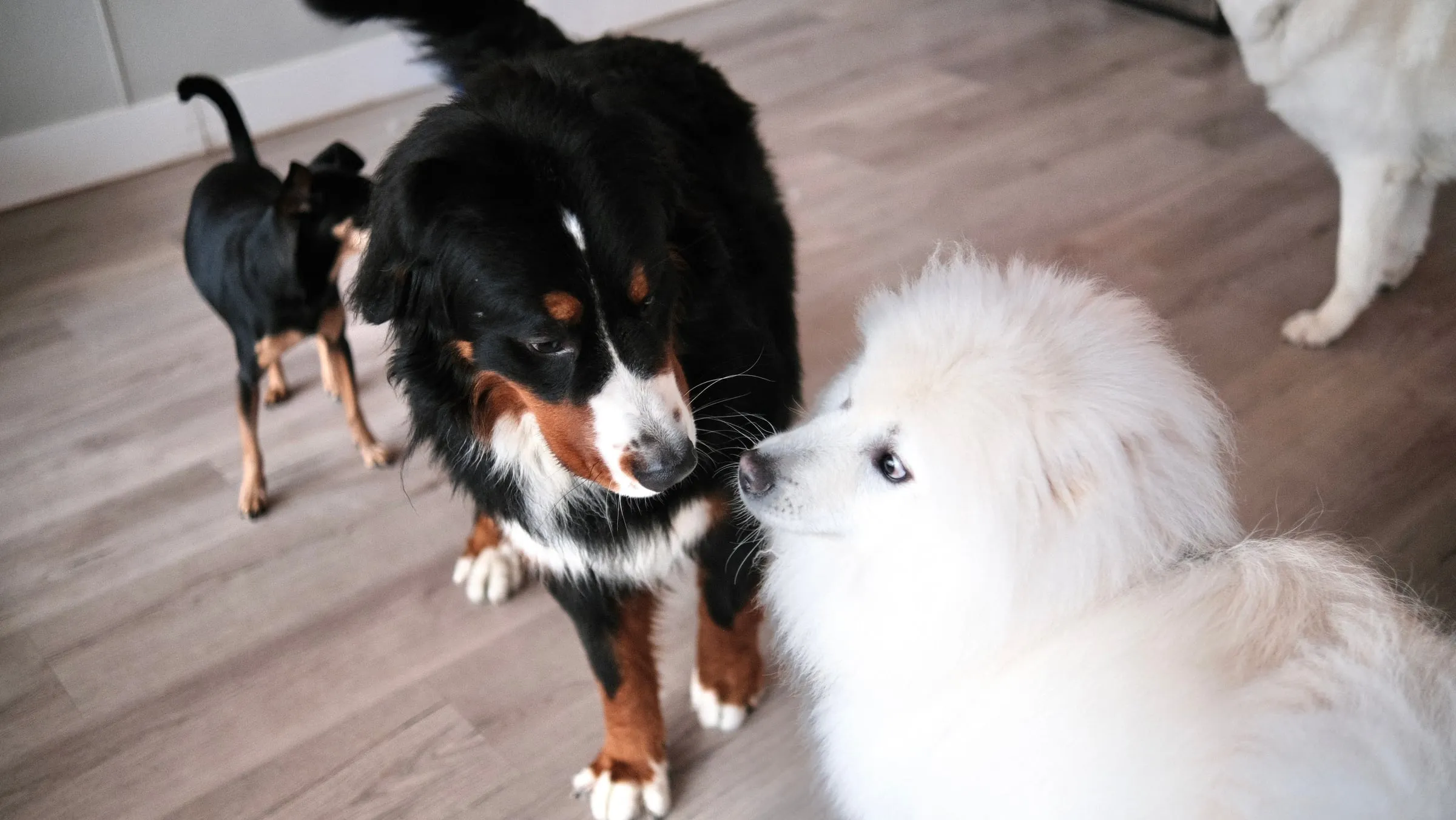 A Bernese mountain dog greeting a white fluffy dog