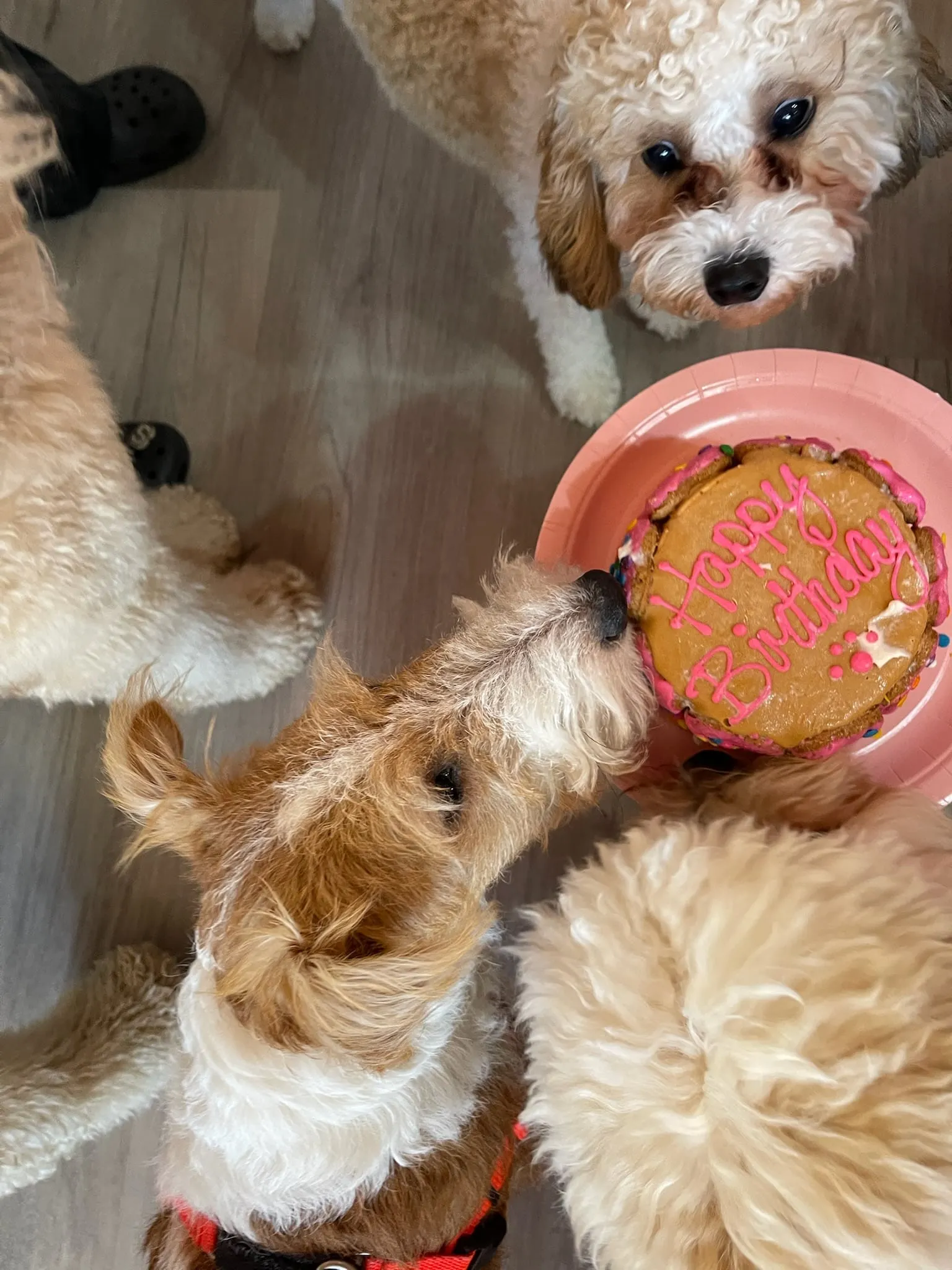Pups gathered around a birthday cake