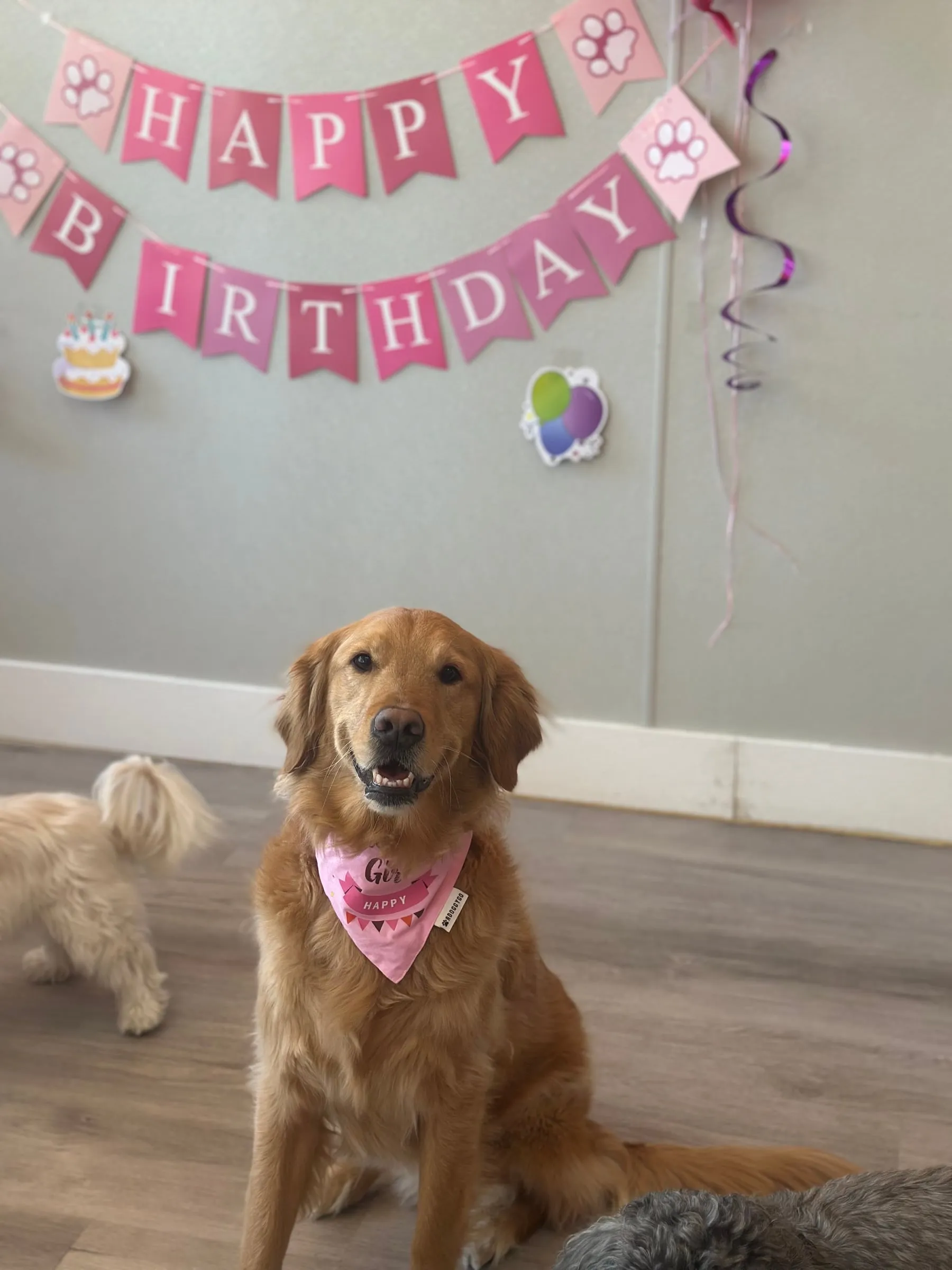 A golden retriever in a pink bandana under a Happy Birthday banner