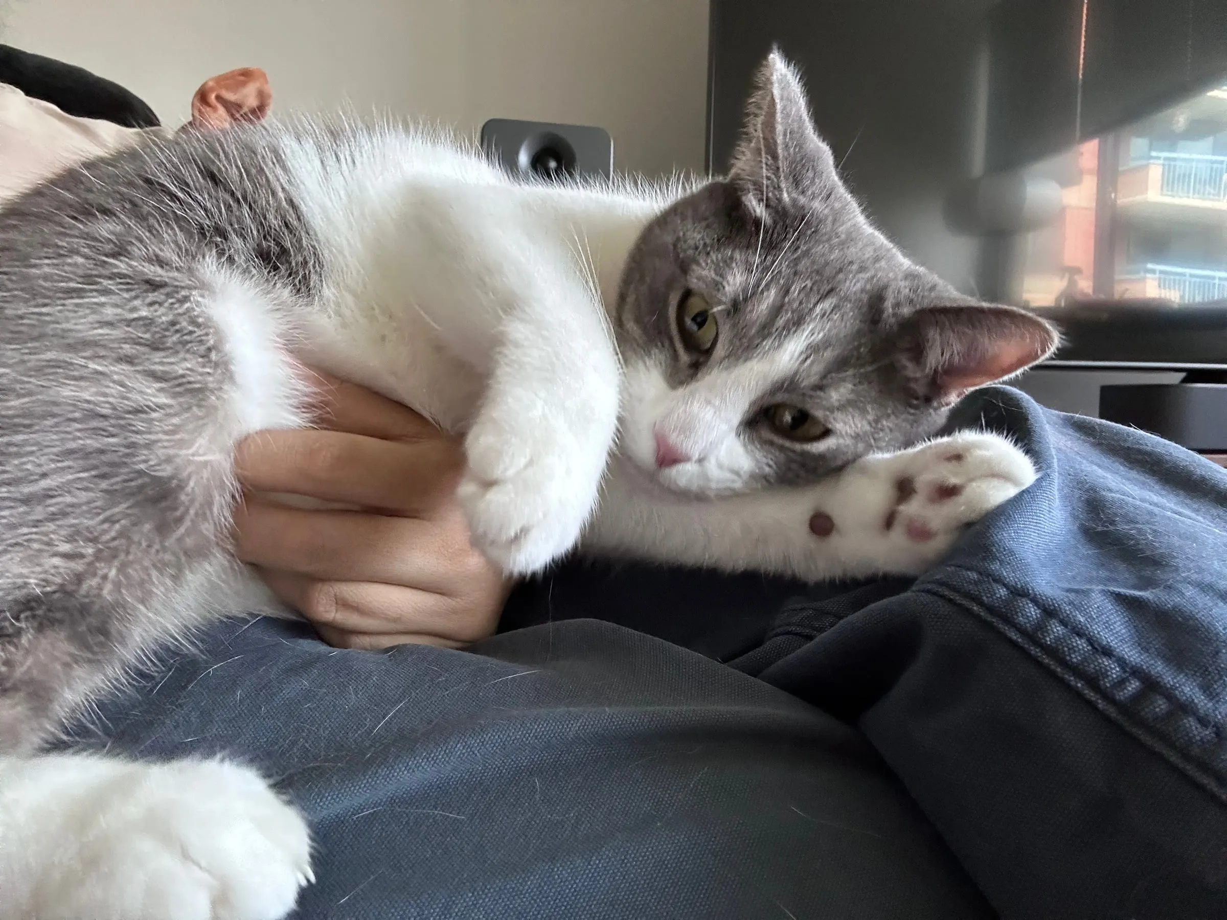 A grey and white cat cuddled in a lap