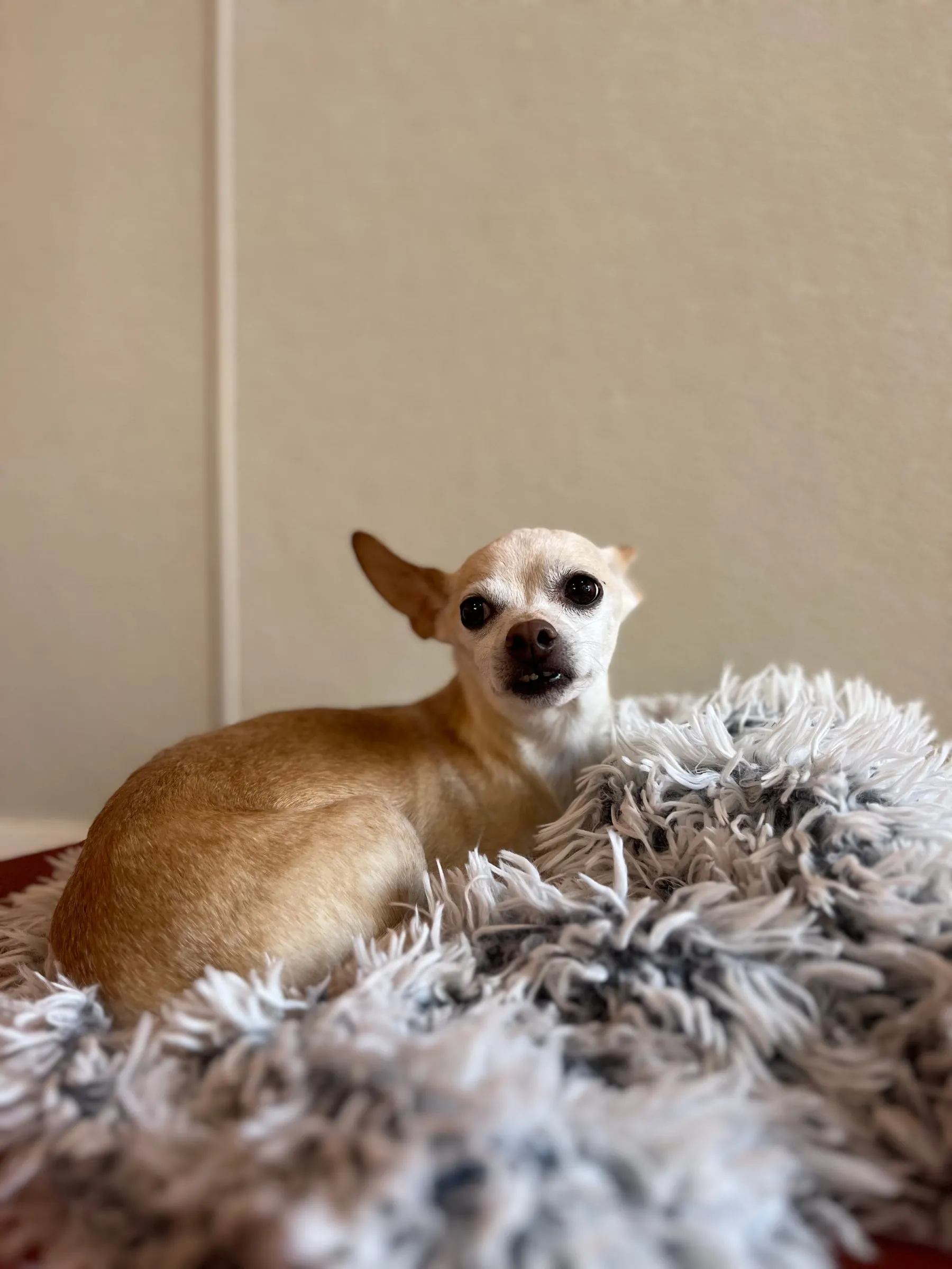 A chihuahua on a fluffy blanket