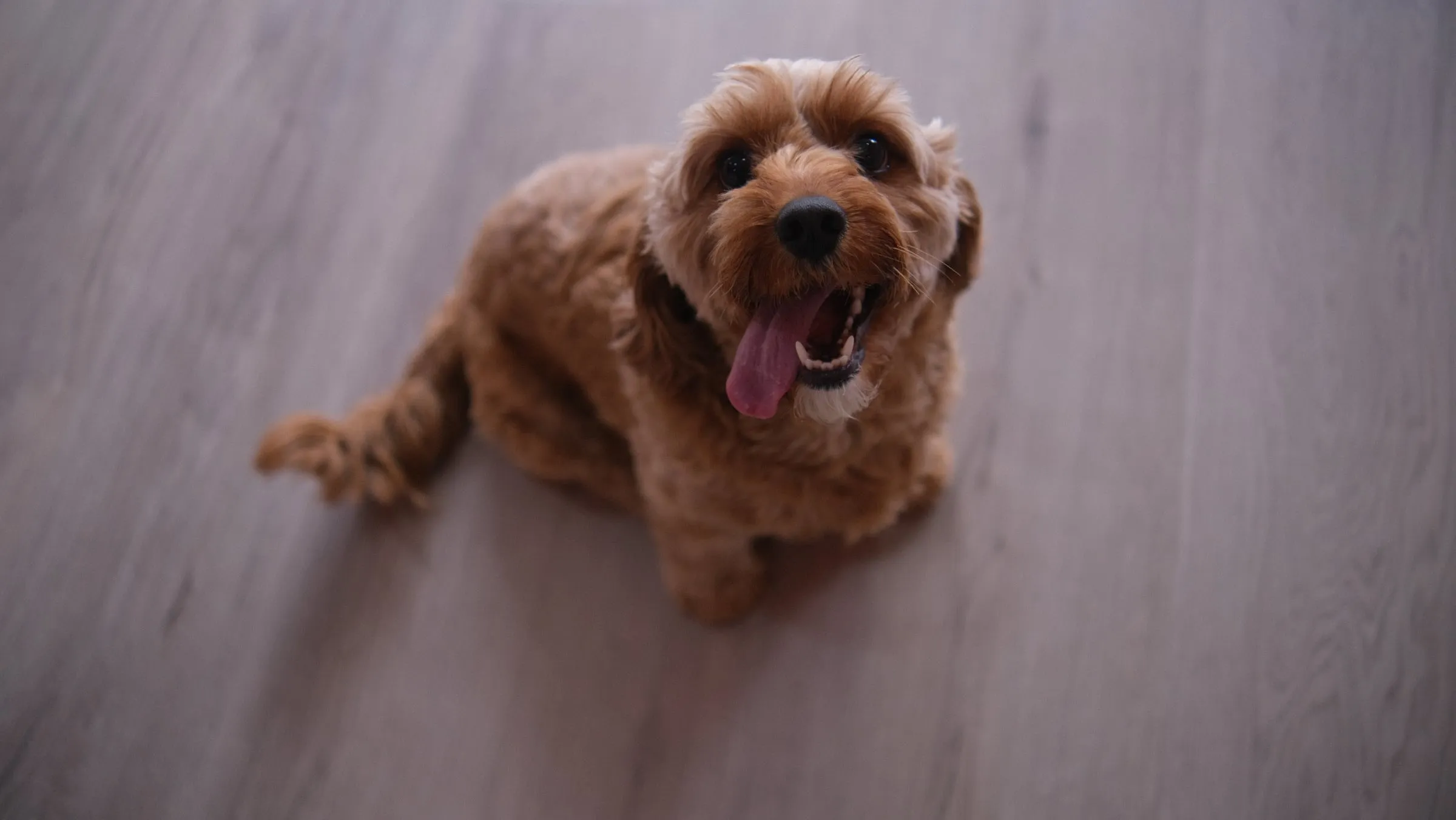A doodle sitting on the floor looking up happily
