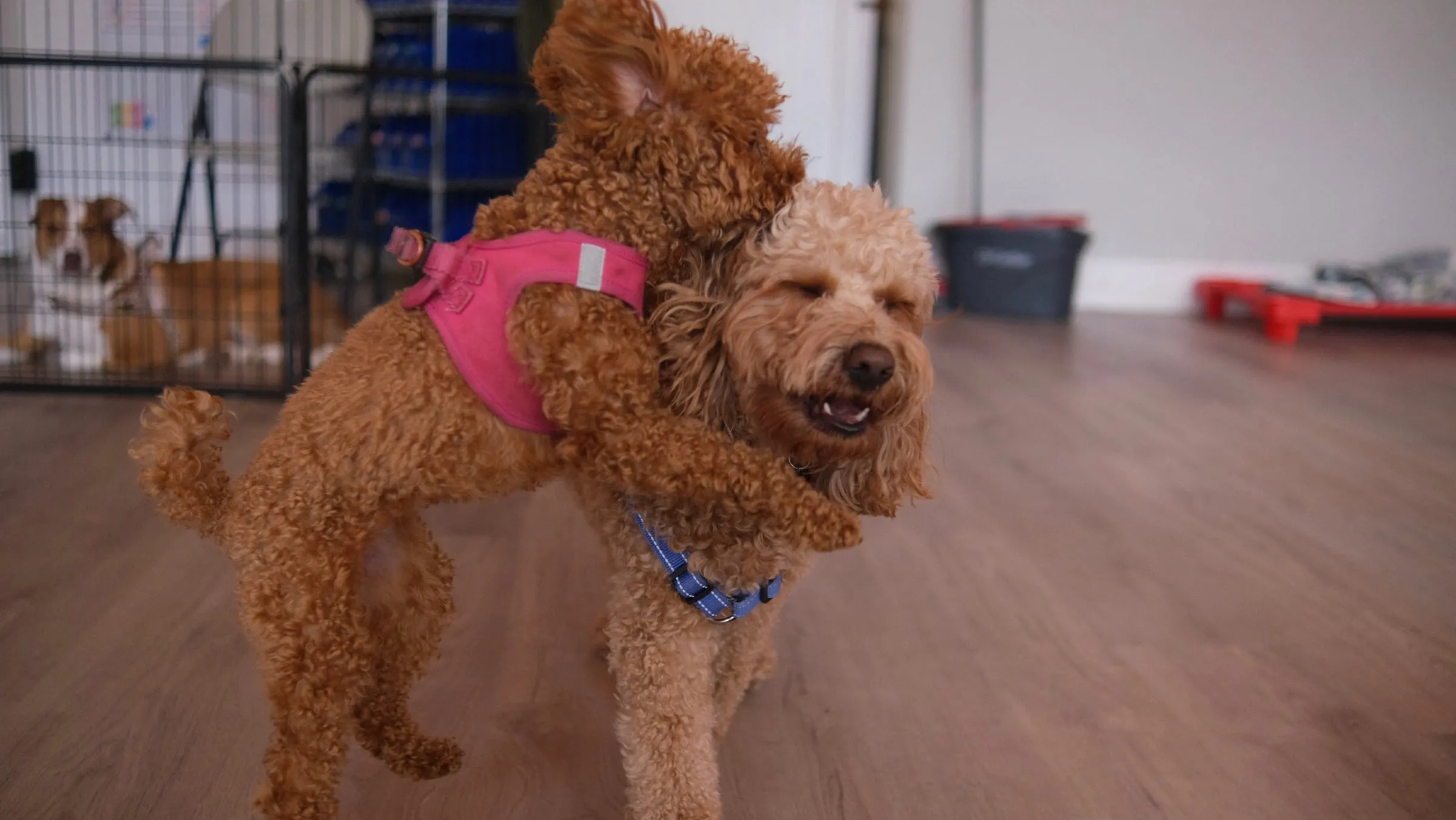 Two doodles hugging while they play