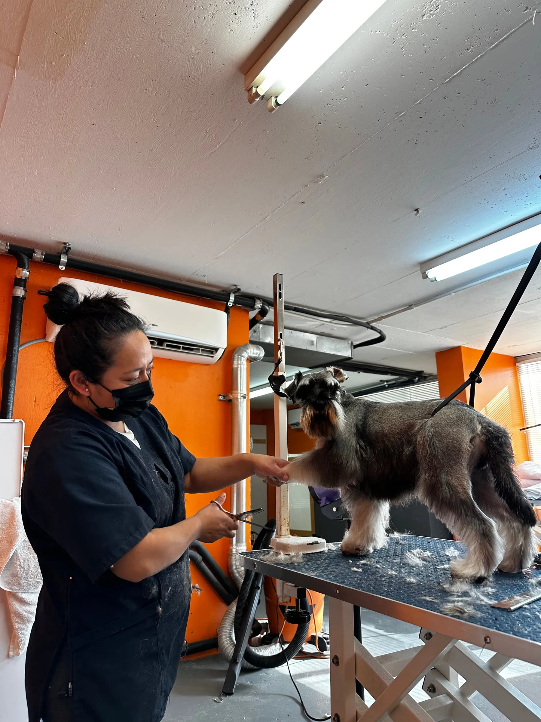 Flor grooming a schnauzer