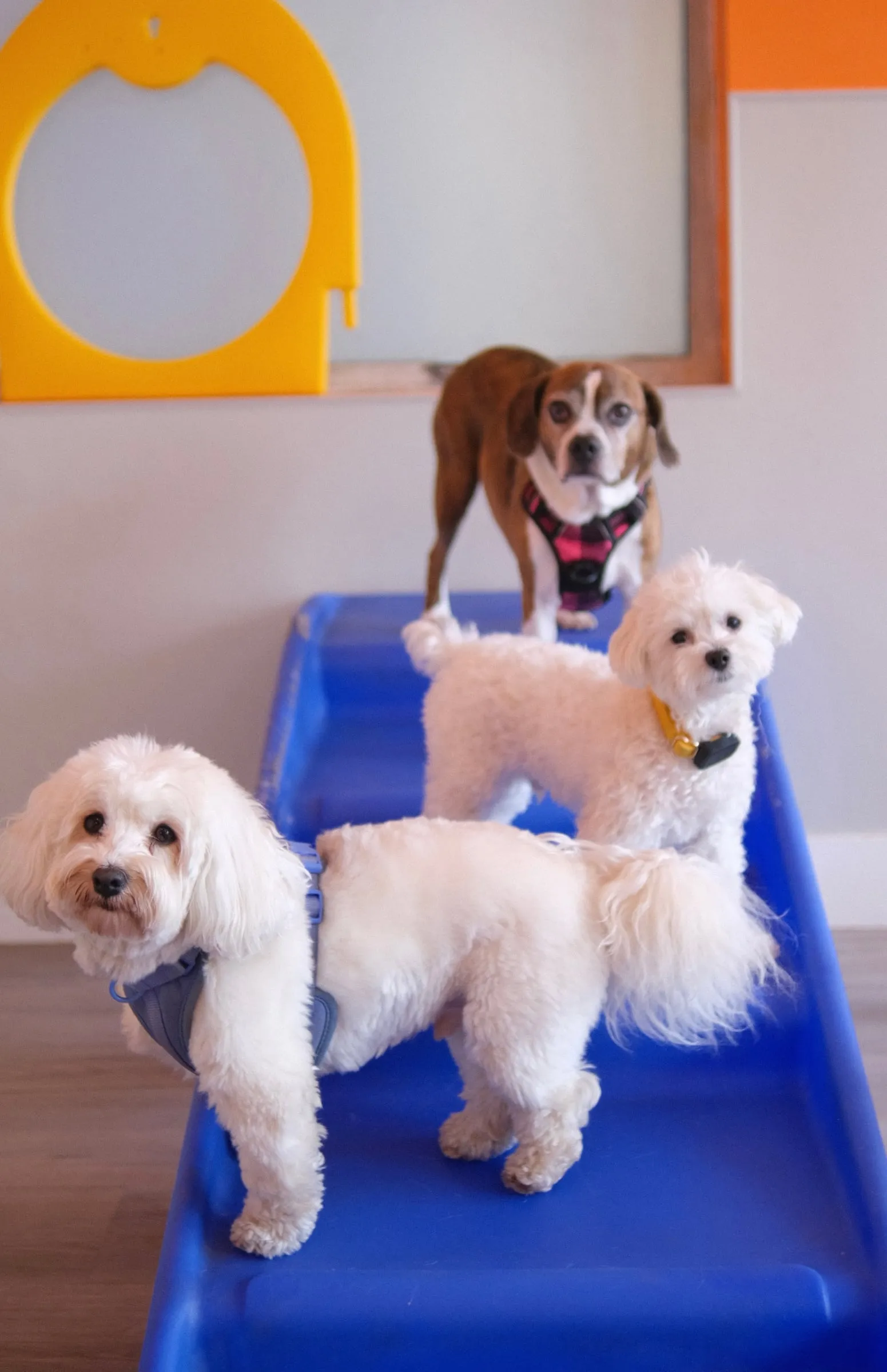 Three fluffy white dogs on a blue play ramp