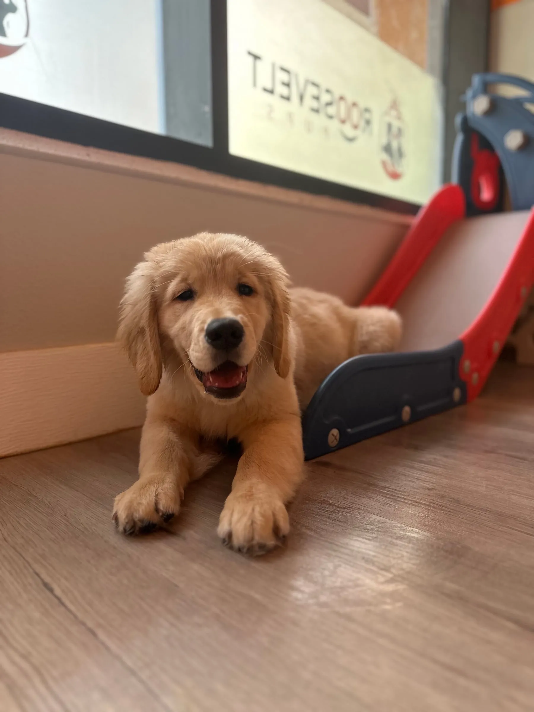 A golden retriever puppy lying on the floor by a slide