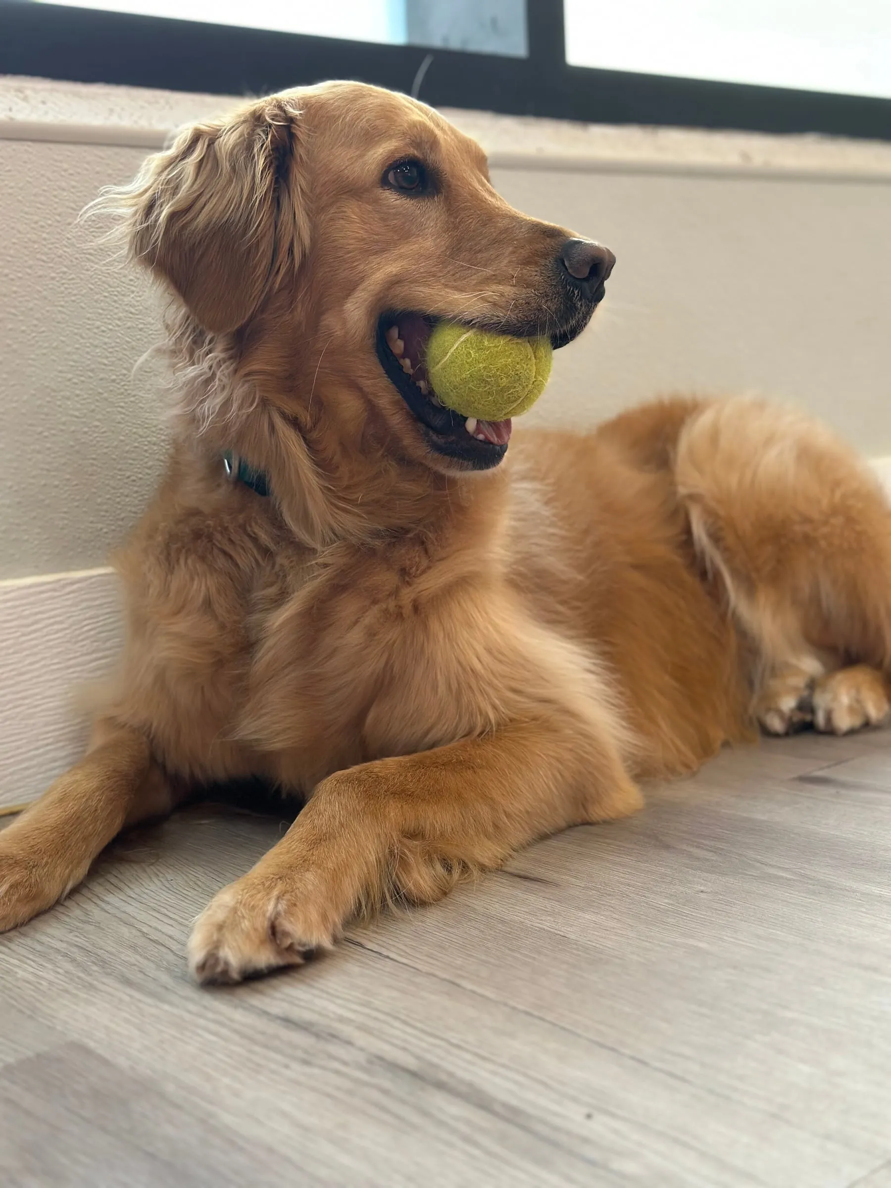 A golden retriever holding a tennis ball