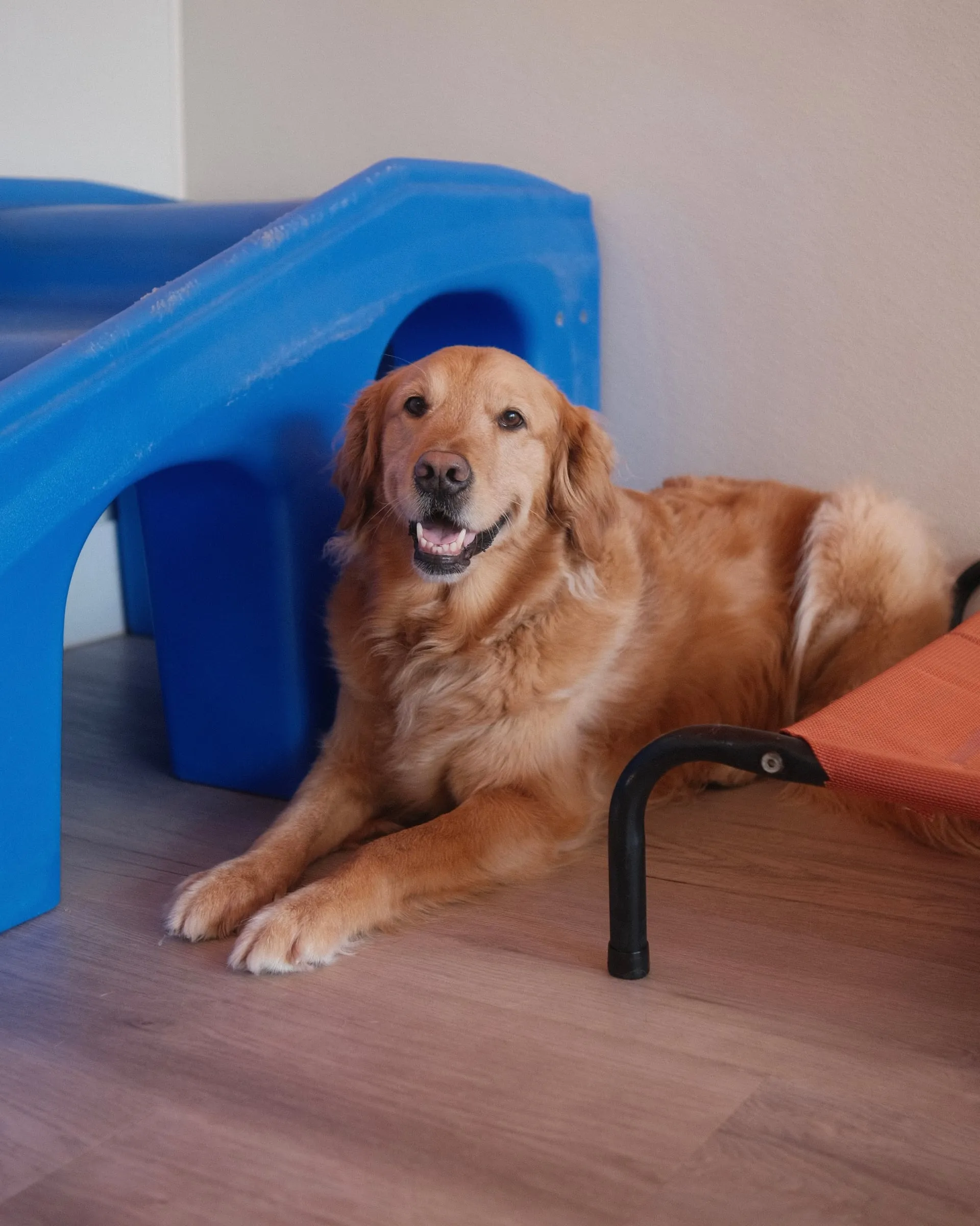A smiling golden retriever lying by a blue play tunnel