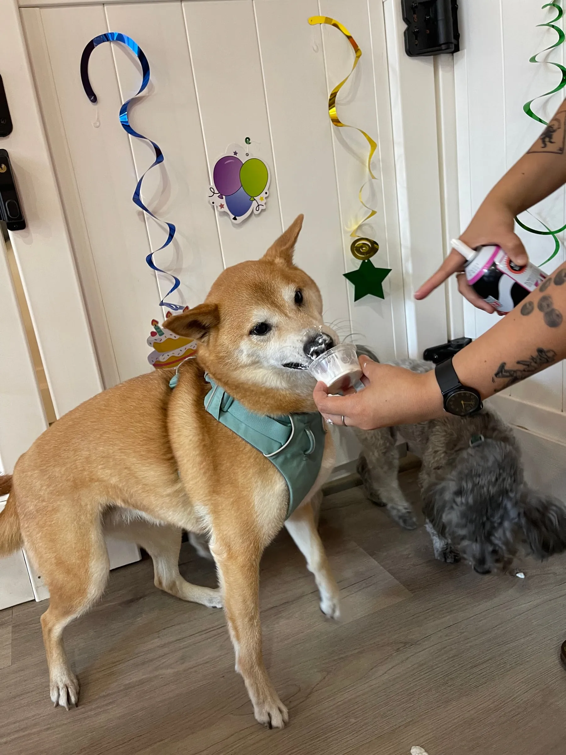 A shiba inu getting a treat at a party