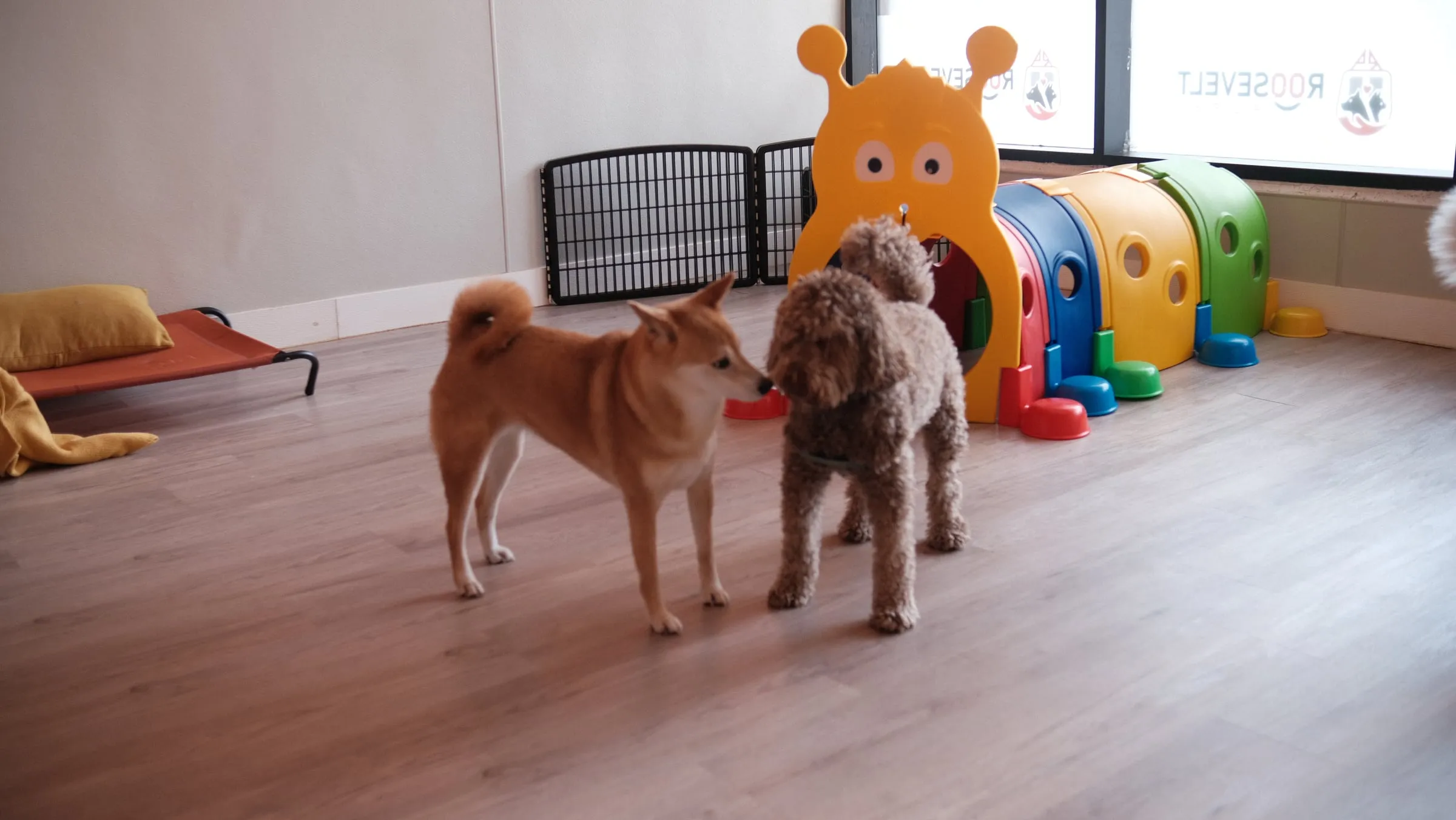 Two dogs in the Roosevelt Pups play room