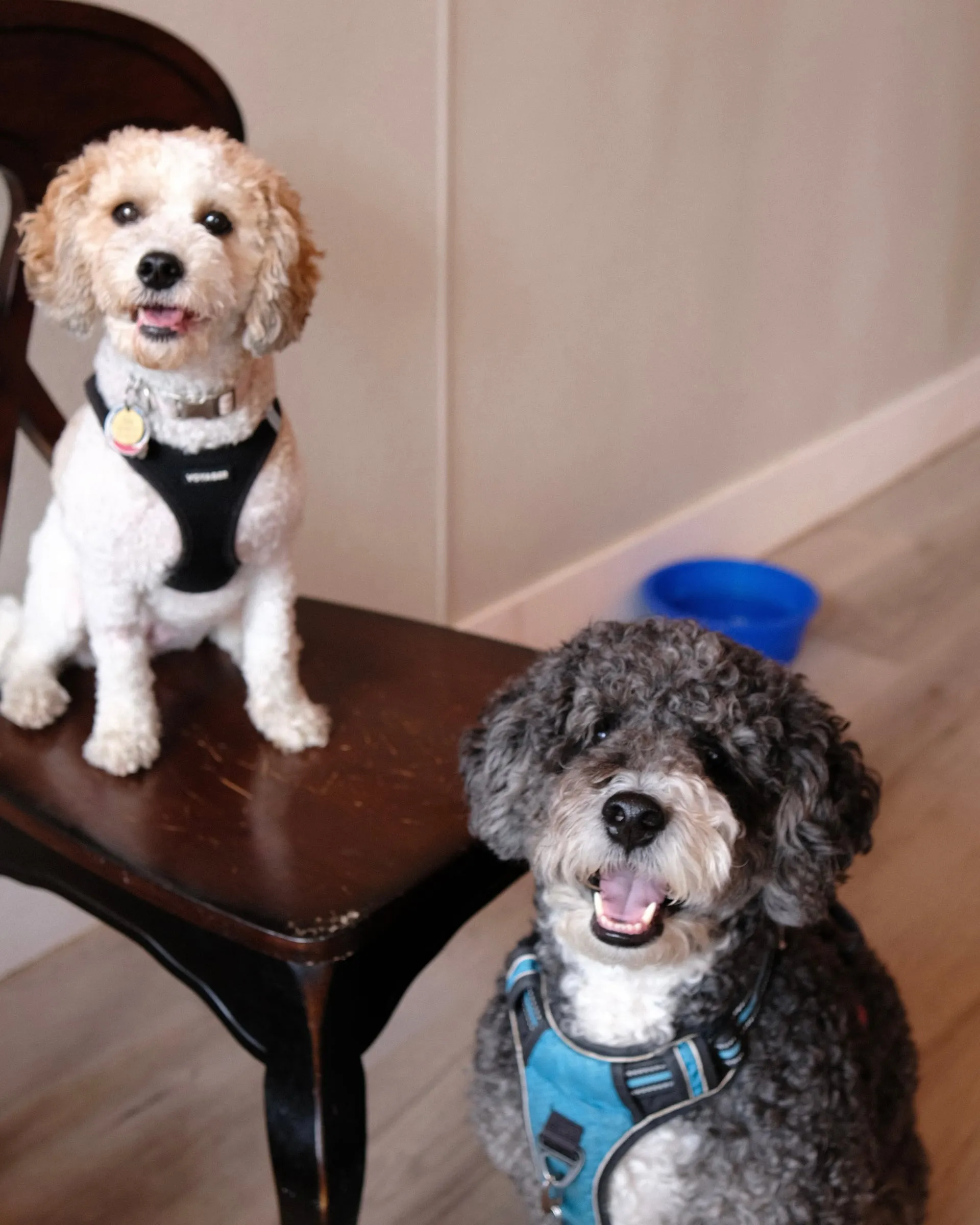 A white poodle on a chair above a smiling grey doodle