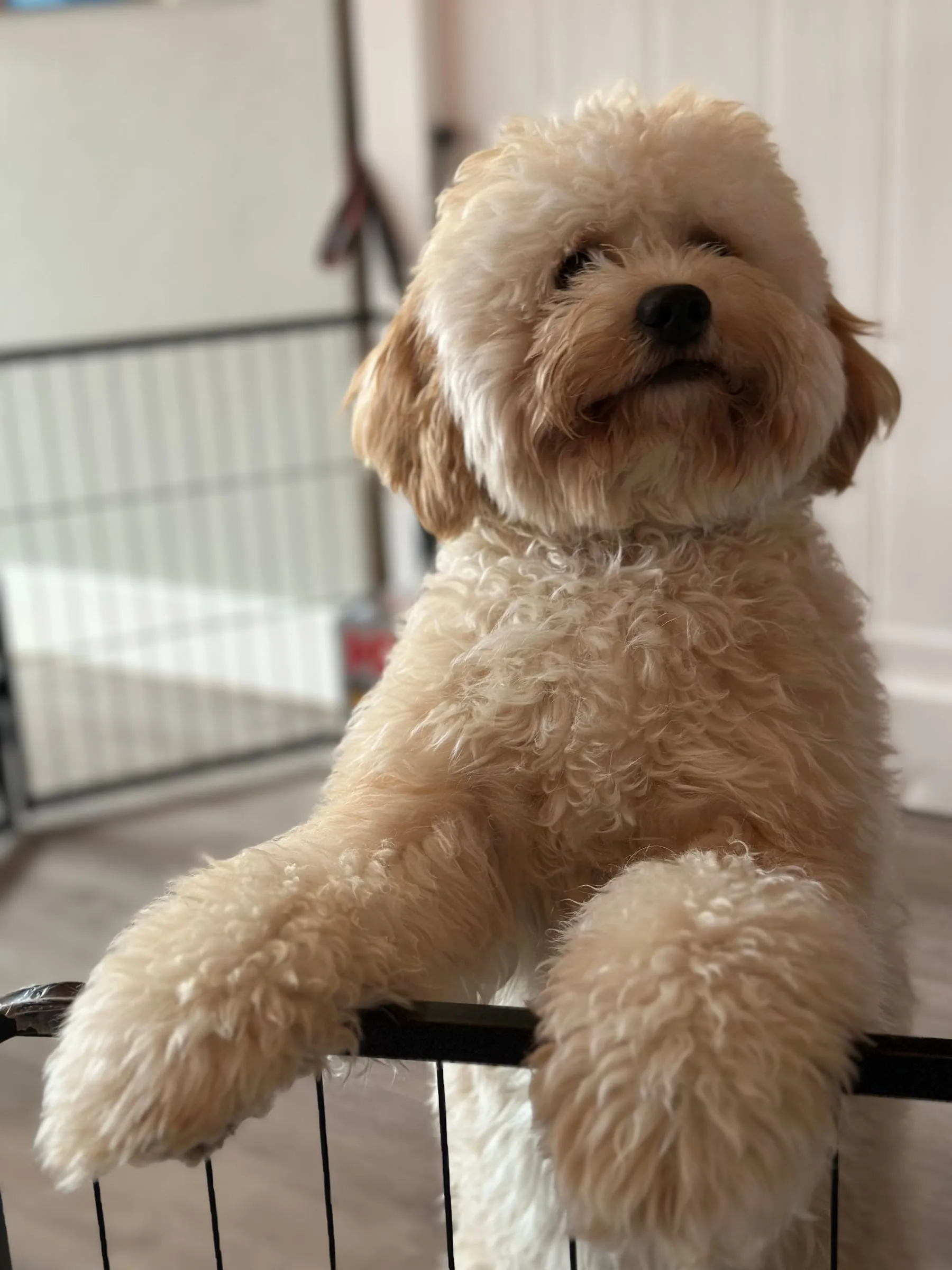 A cream poodle mix resting its paws on a gate