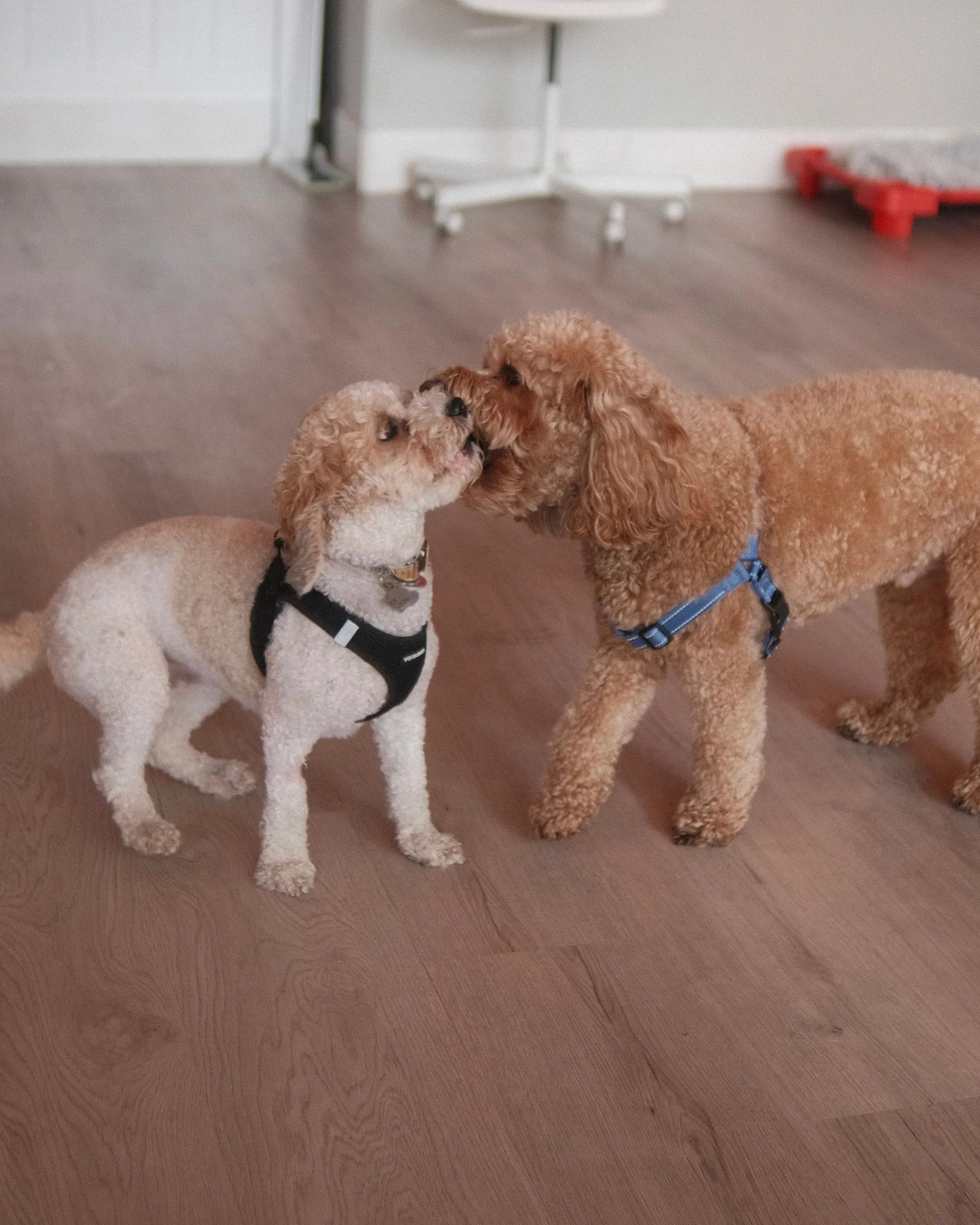 Two poodles touching noses