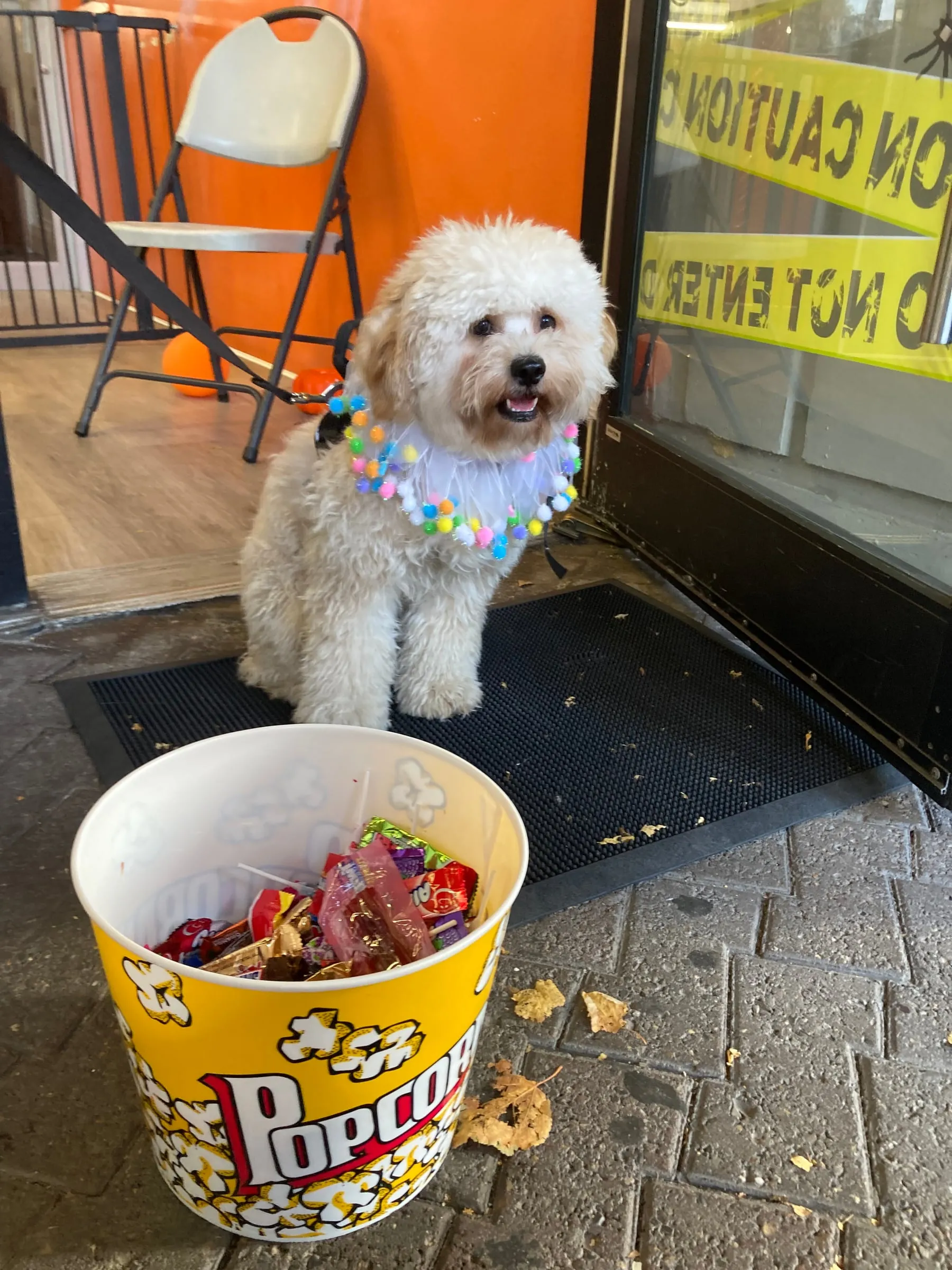 A white pup in a colorful collar by the shop door