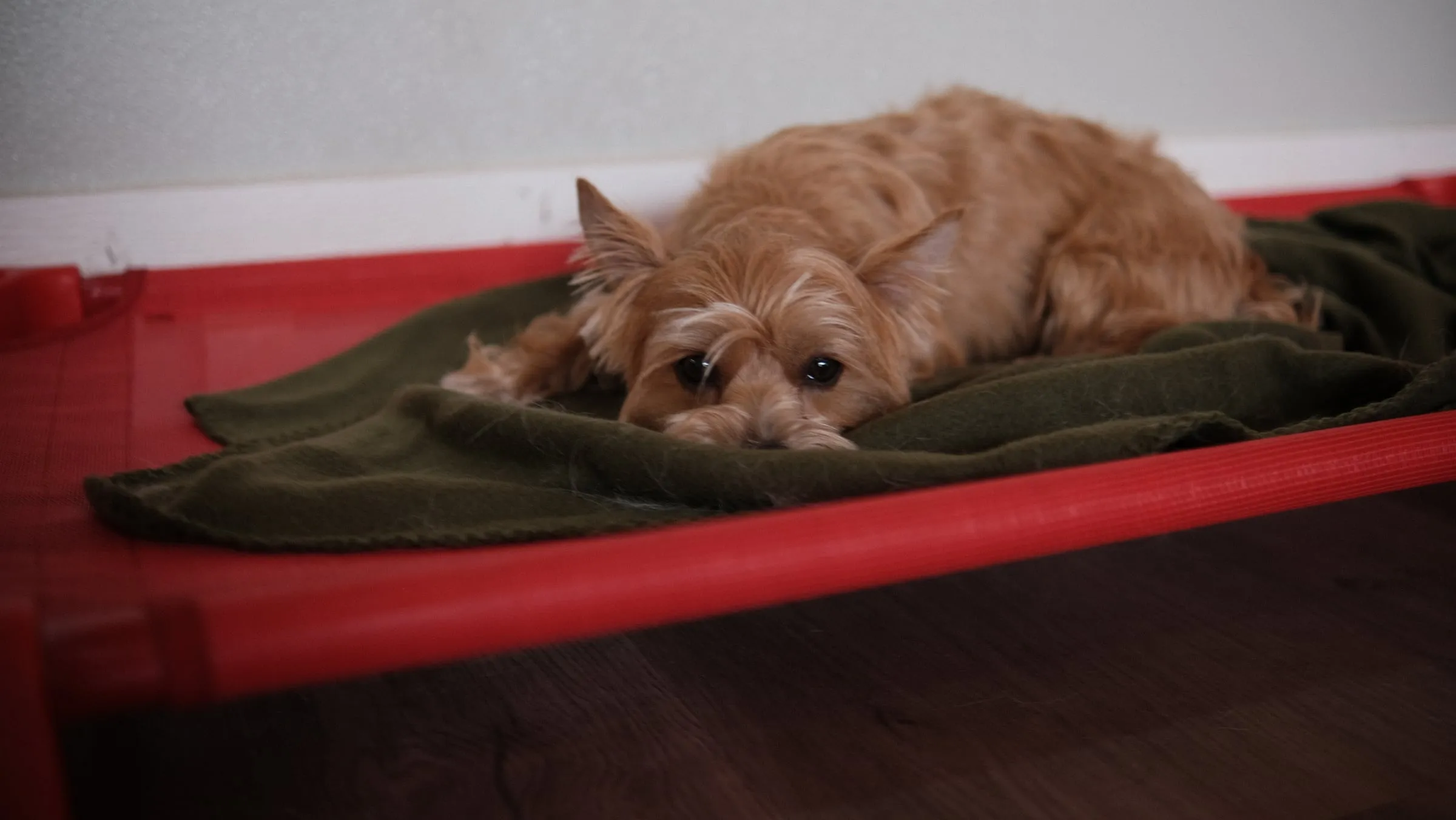 A small dog napping on a cot with a blanket