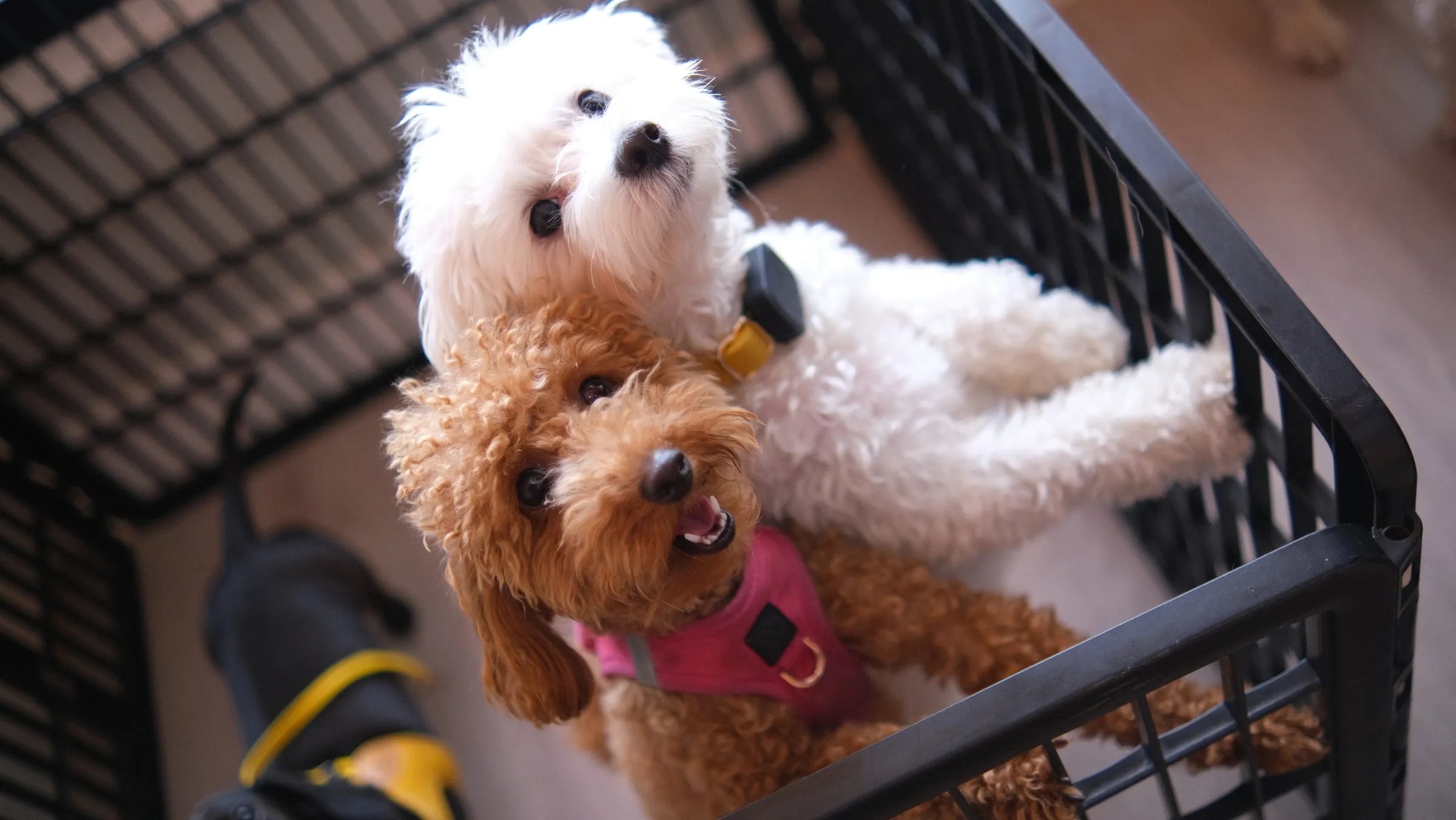 A white pup and a red doodle peeking over a crate