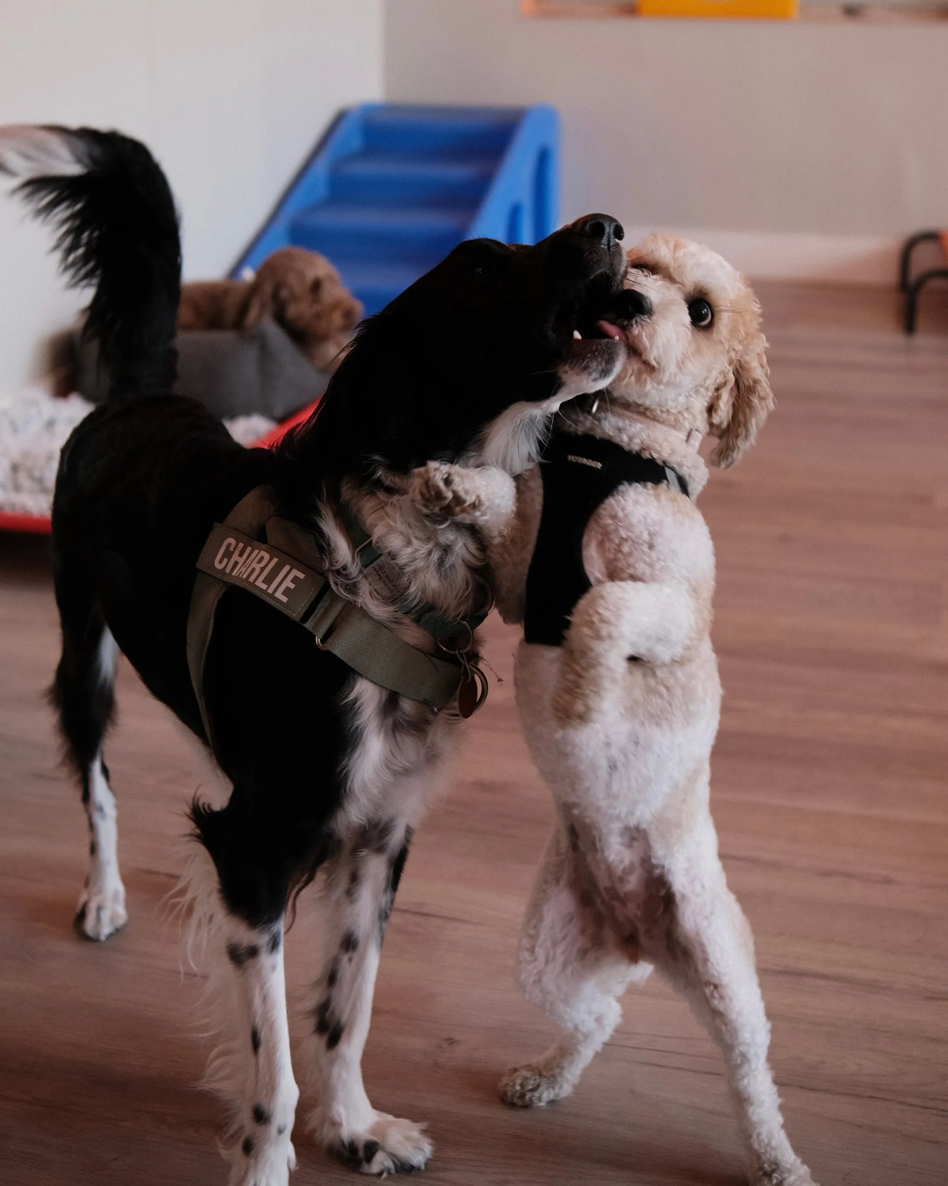 Two dogs playing together