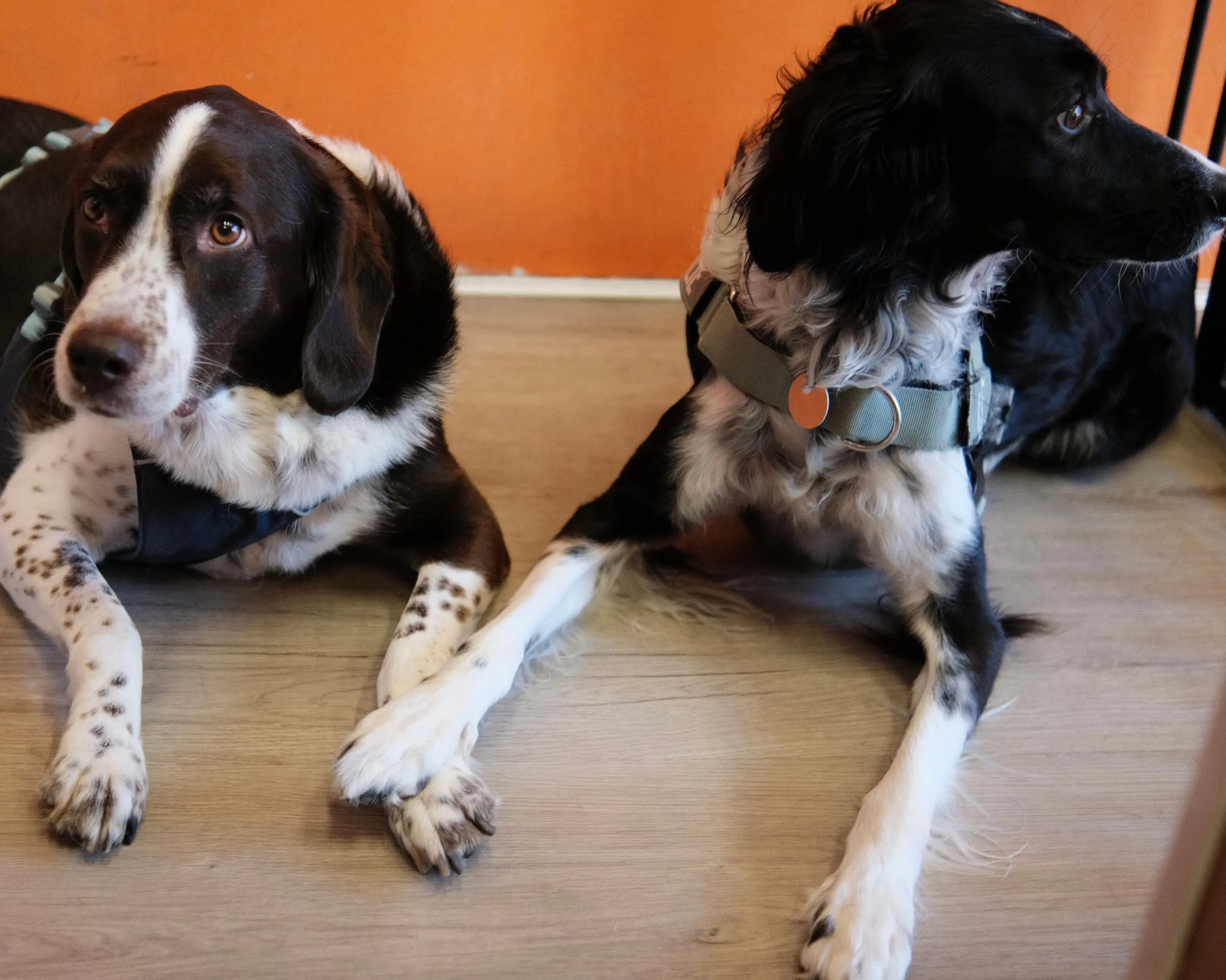 Two black and white dogs lying side by side