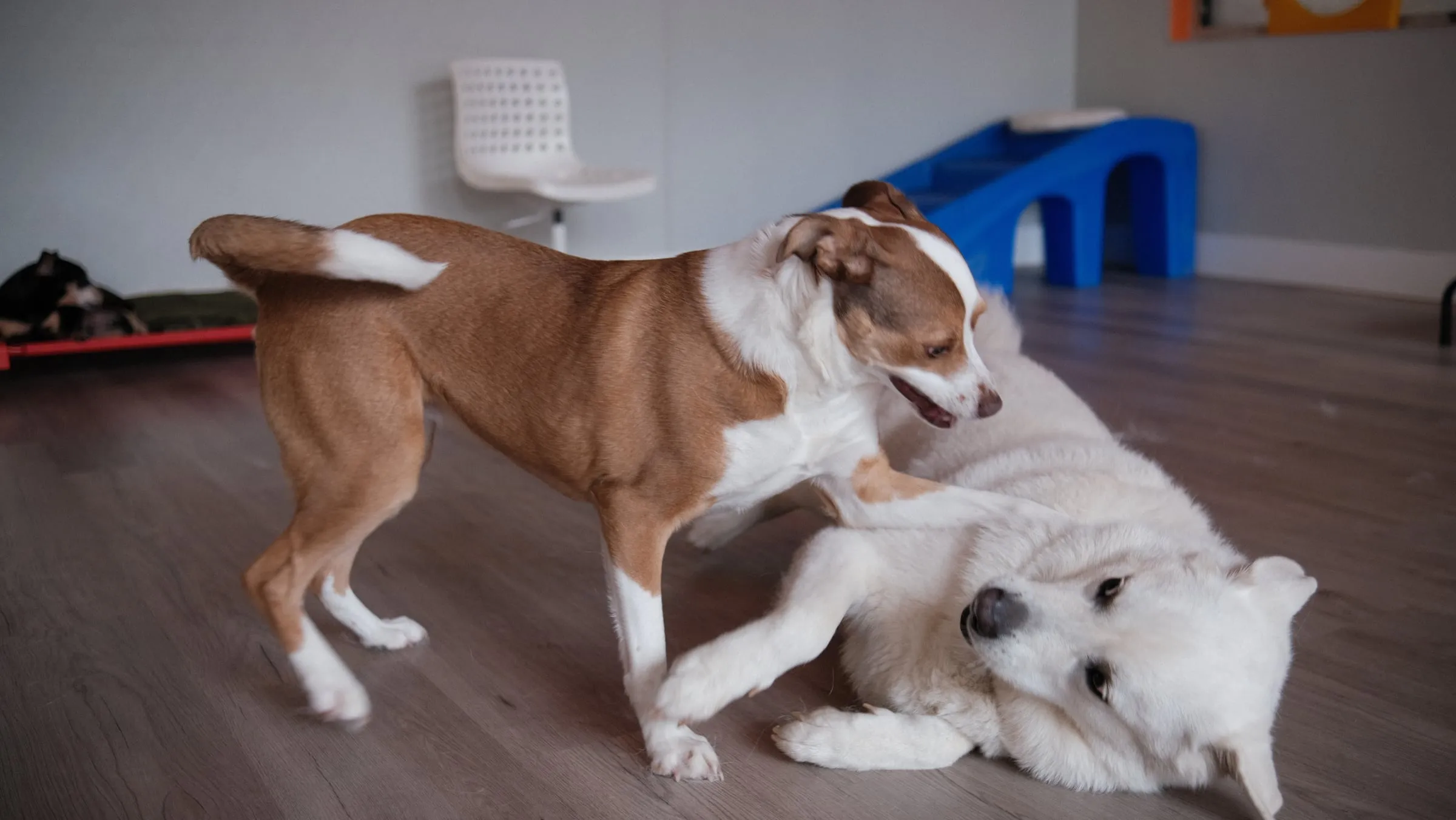 Two dogs wrestling in play