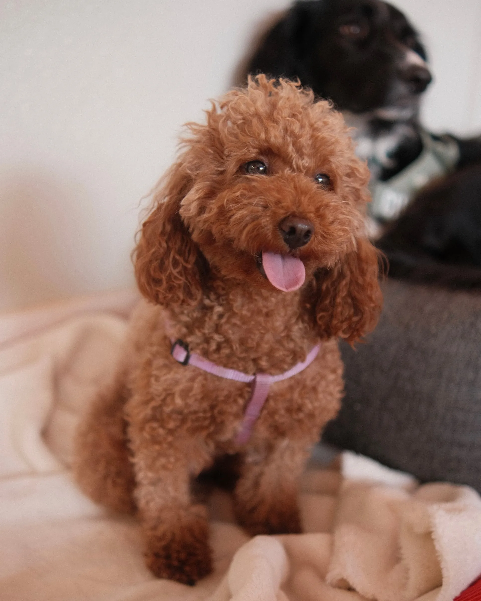 A red toy poodle with its tongue out
