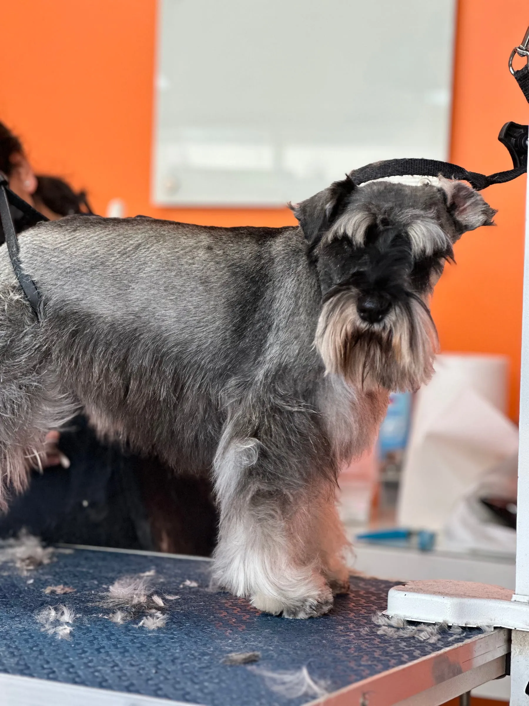 A freshly groomed schnauzer on the grooming table