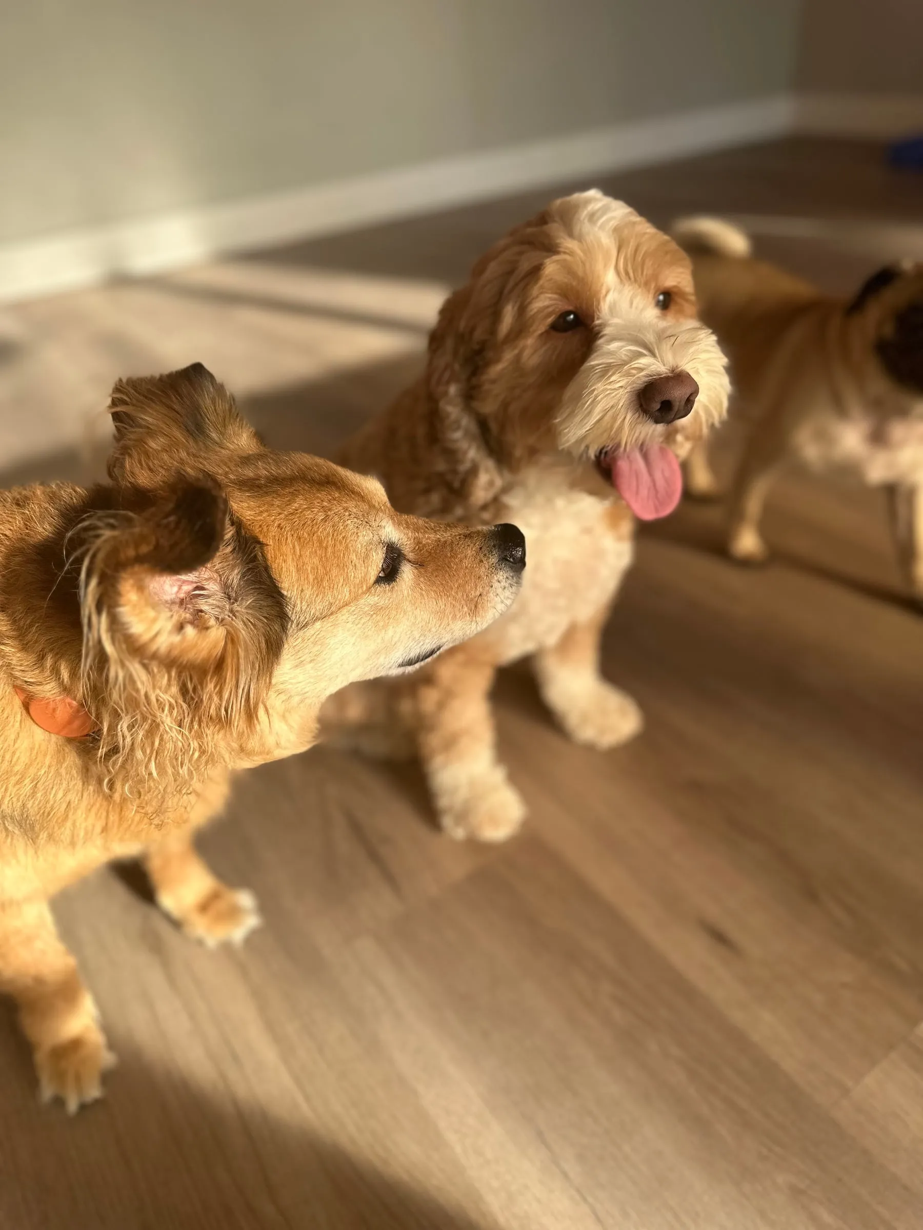 Three small dogs in the afternoon sun