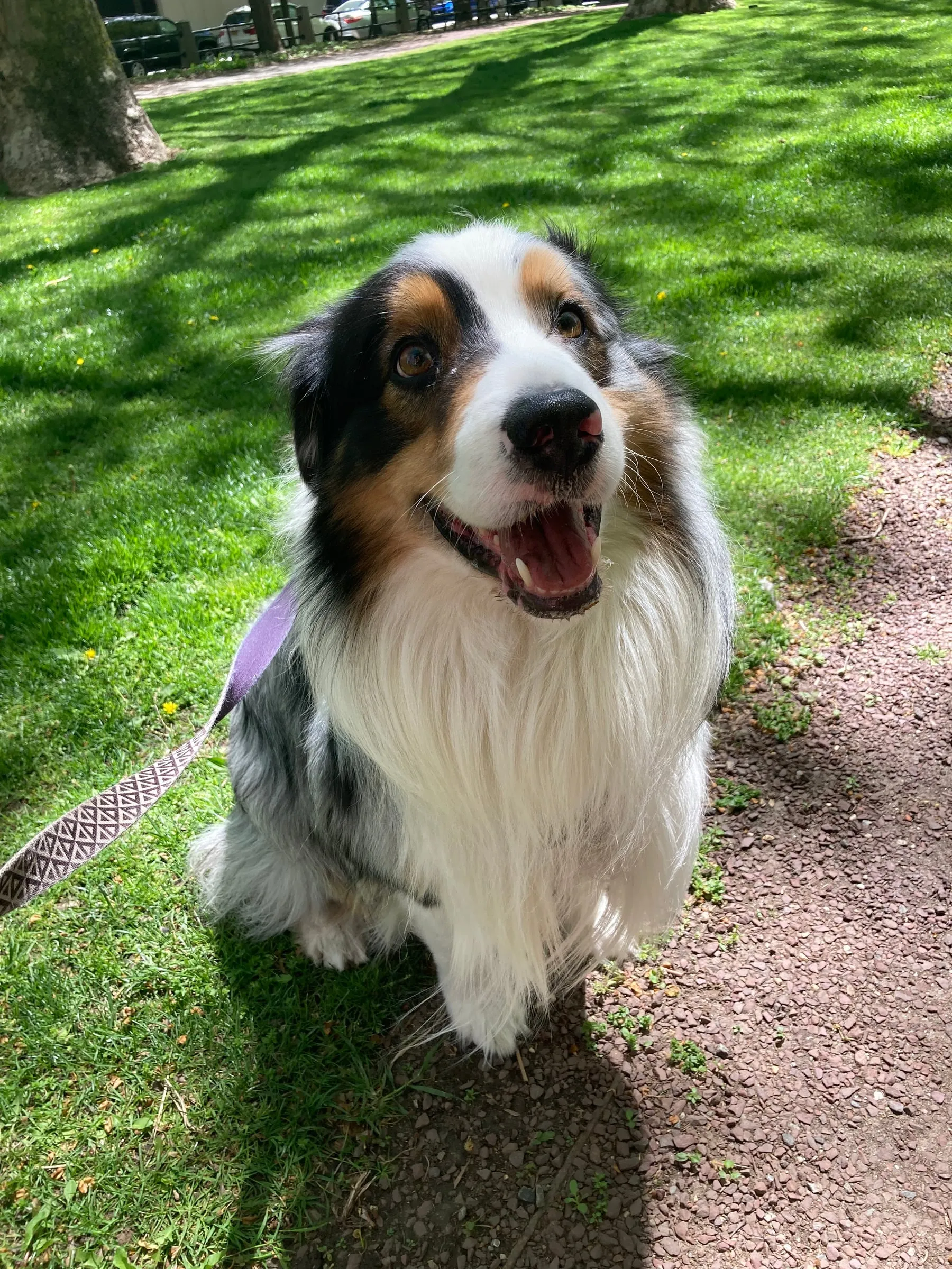 A smiling Australian shepherd on a walk in the park