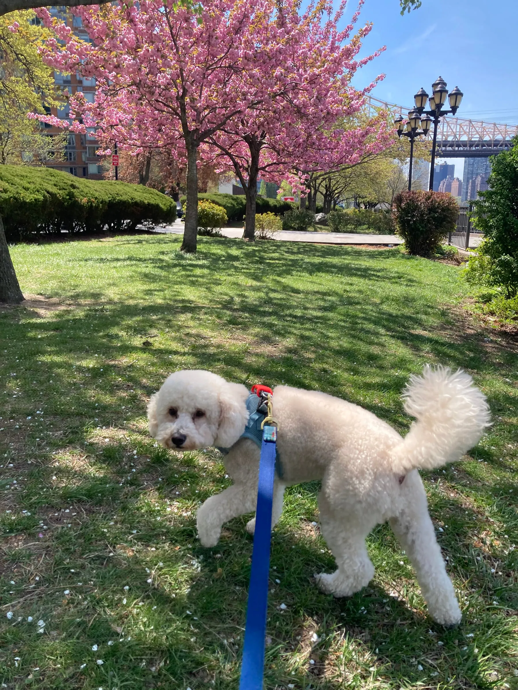 A white poodle on a blue leash in a park full of cherry blossoms