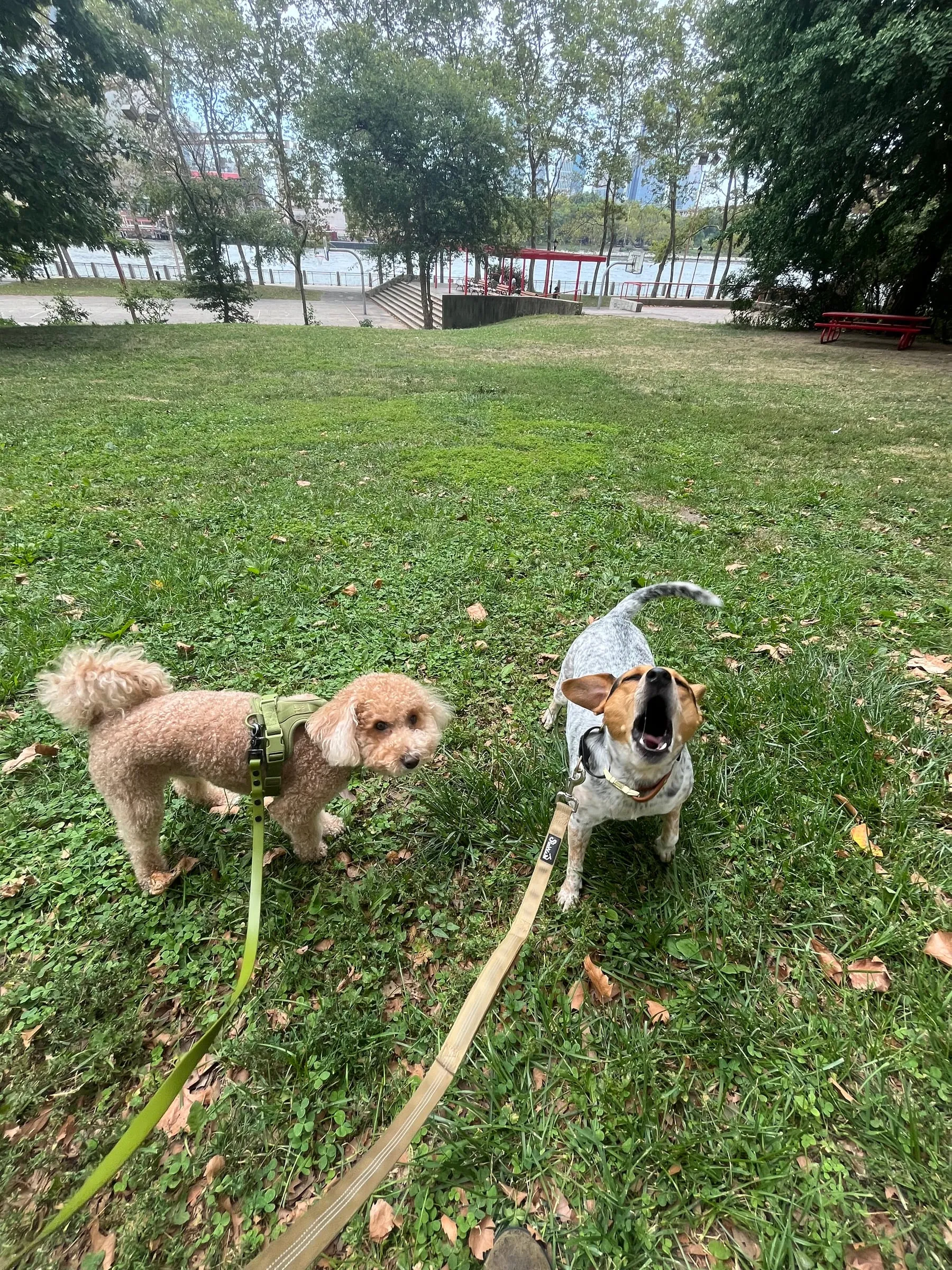 Two small dogs on leashes, ready to head home