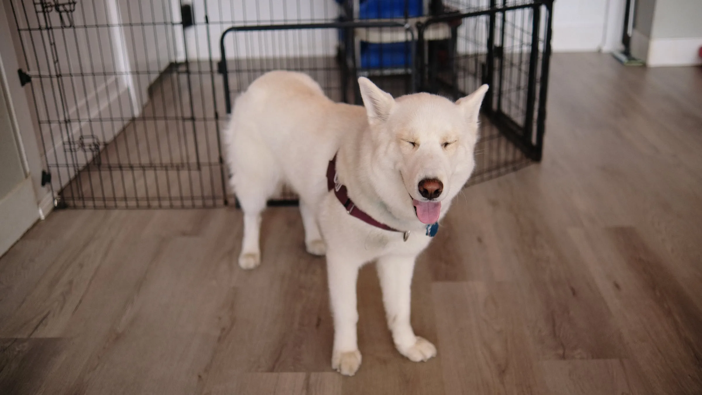 A white husky with its eyes closed and tongue out
