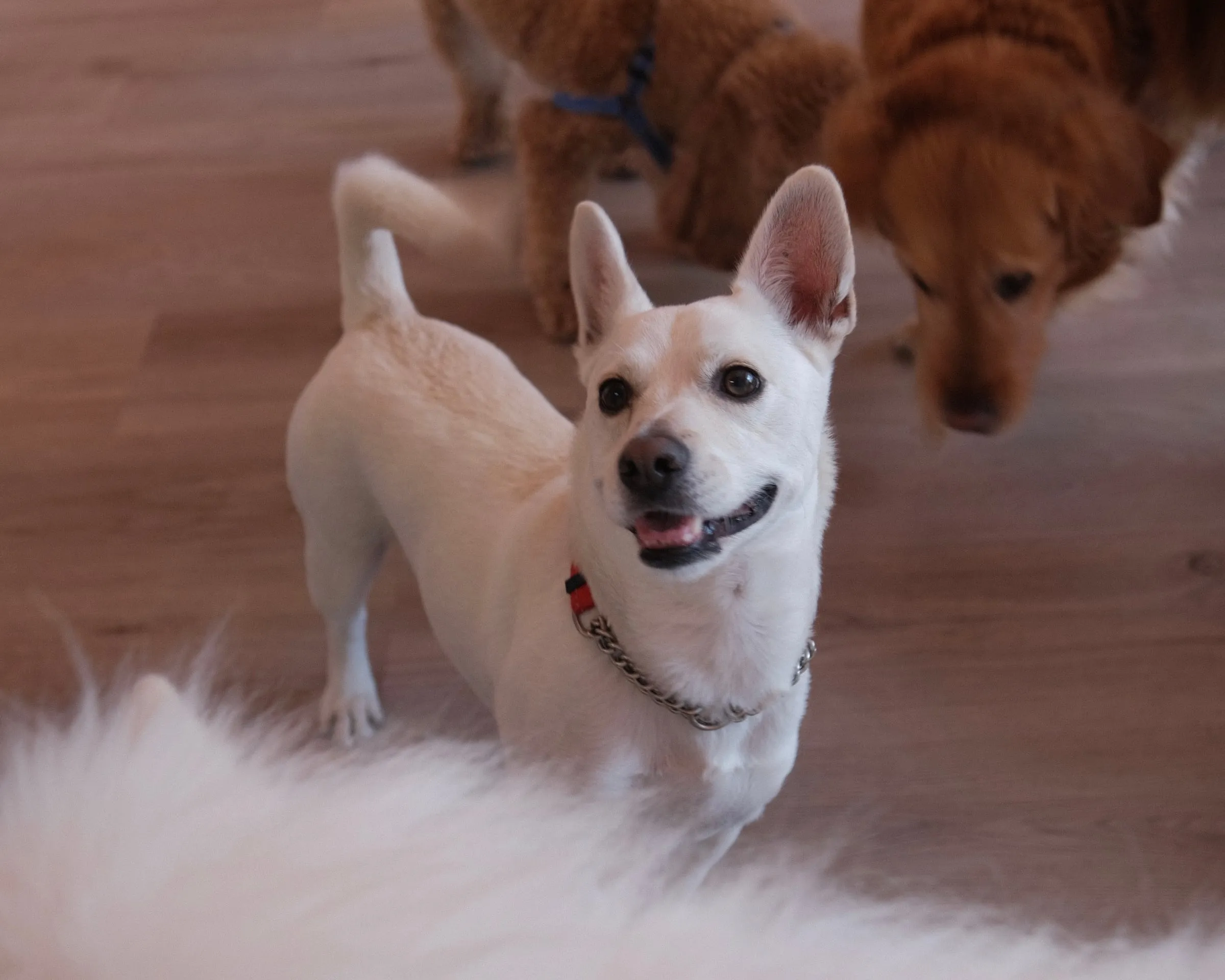 A small white dog smiling