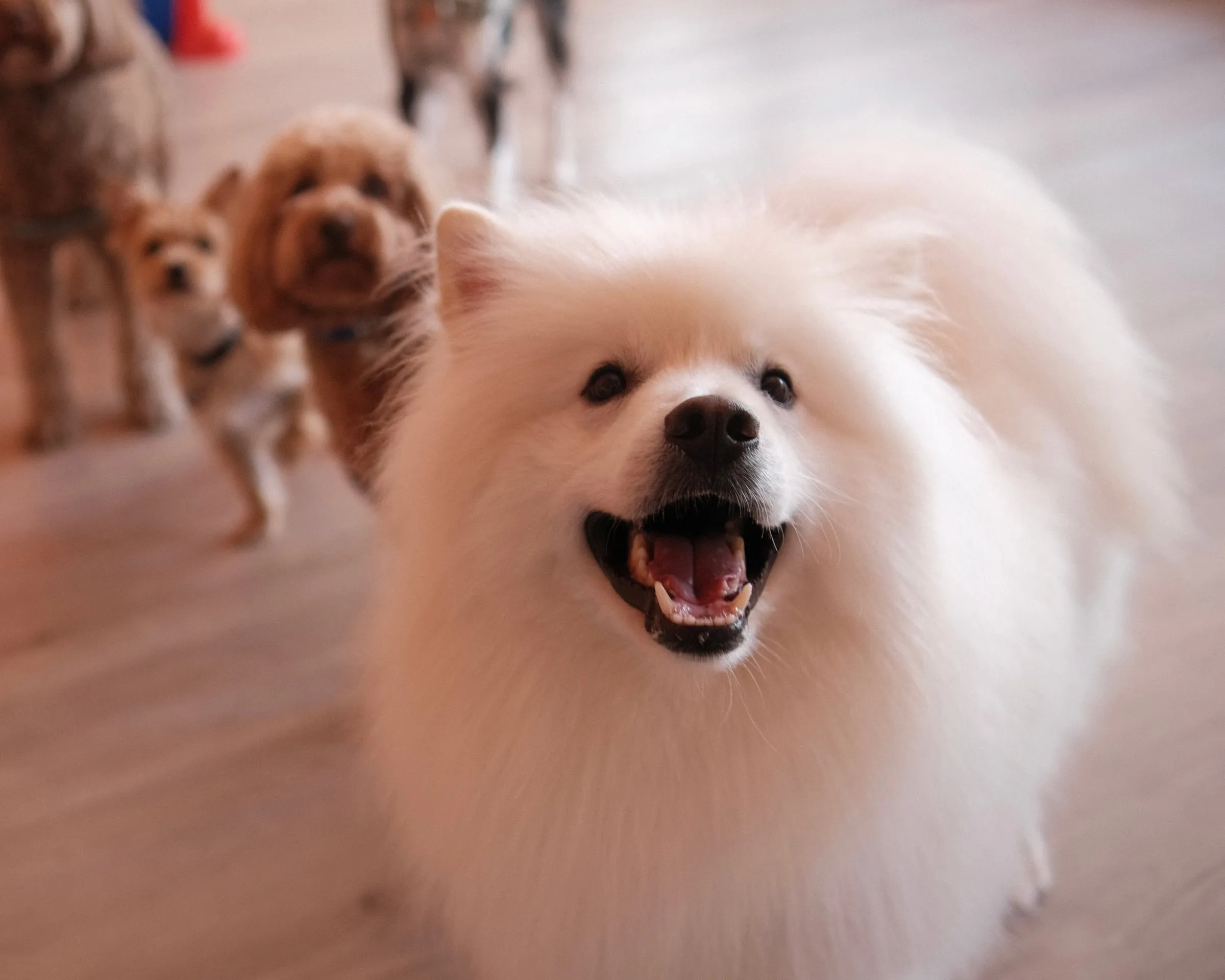 A fluffy white dog smiling at the camera
